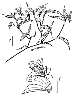 drawing of Commelina communis, Asiatic Dayflower, Common Dayflower