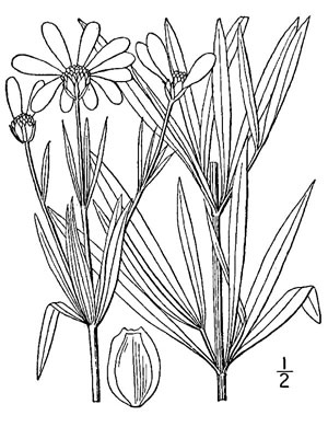 drawing of Coreopsis delphiniifolia, Larkspur-leaf Tickseed, Larkspur Coreopsis