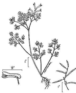 image of Corydalis flavula, Yellow Fumitory, Yellow Harlequin, Short-spurred Corydalis, Yellow Fumewort