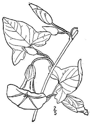 image of Convolvulus fraterniflorus, Twin-flowered Bindweed, Twoflower Bindweed, Shortstalk False Bindweed