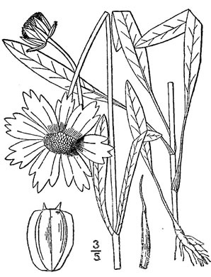 drawing of Coreopsis lanceolata, Lanceleaf Coreopsis, Longstalk Coreopsis, Lanceleaf Tickseed