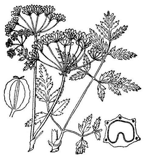 drawing of Conium maculatum, Poison Hemlock