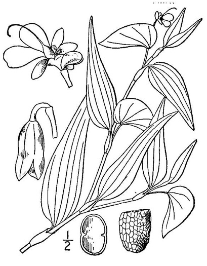 image of Murdannia nudiflora, Doveweed, Naked-stem Dewflower
