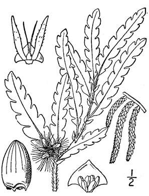 image of Comptonia peregrina, Sweet-fern