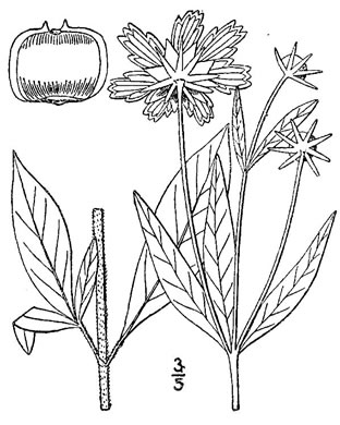 drawing of Coreopsis pubescens var. pubescens, Common Hairy Coreopsis, Star Tickseed