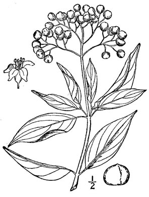 drawing of Swida foemina, Southern Swamp Dogwood