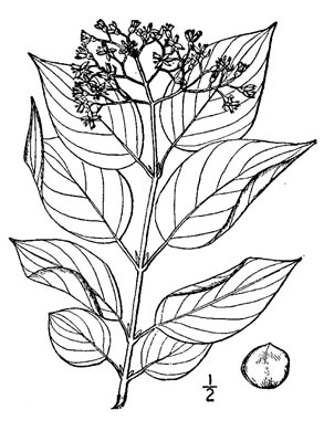 image of Swida sericea, Red Osier Dogwood, Bailey's Dogwood