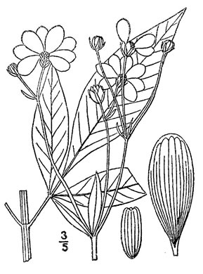 drawing of Coreopsis tripteris, Tall Coreopsis, Tall Tickseed, Threeleaf Tickseed