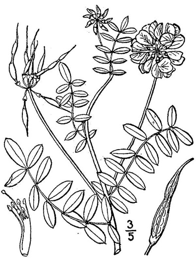 image of Securigera varia, Crown-vetch
