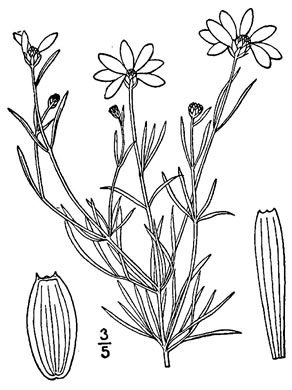 drawing of Coreopsis verticillata, Threadleaf Coreopsis, Cutleaf Tickseed, Whorled Tickseed