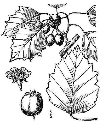 image of Crataegus schuettei, Schuette's Hawthorn