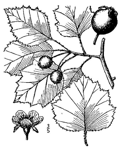 image of Crataegus intricata var. boyntonii, Boynton's Hawthorn