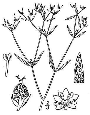 image of Croton michauxii, Sand Rushfoil, Michaux's Croton, Narrowleaf Rushfoil