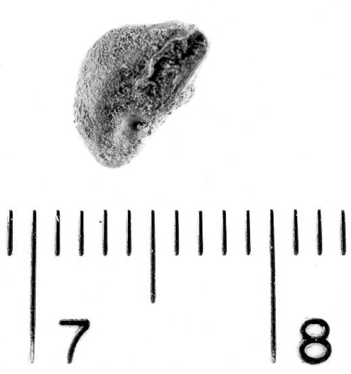 image of Crataegus punctata, Dotted Hawthorn, White Hawthorn