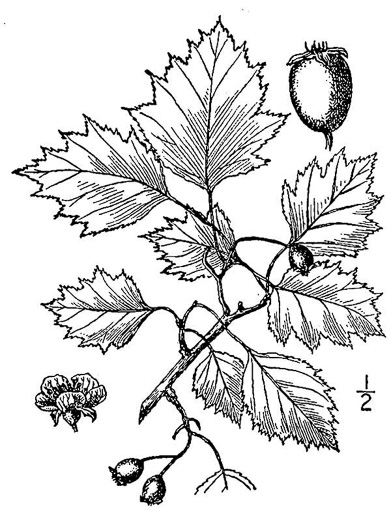 image of Crataegus macrosperma, Eastern Hawthorn