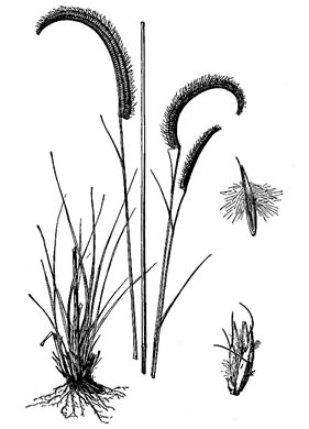 image of Ctenium aromaticum, Toothache Grass, Orangegrass, Wild Ginger