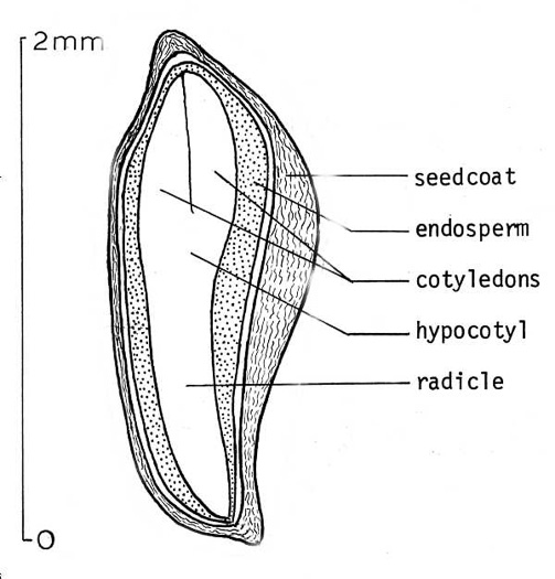 image of Hesperocyparis arizonica, Arizona Cypress