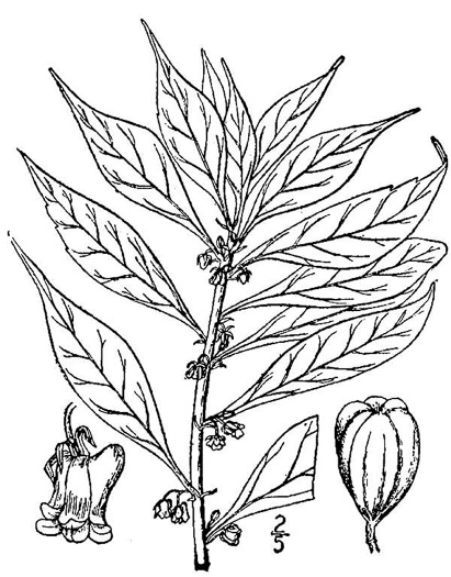 drawing of Cubelium concolor, Eastern Green-violet