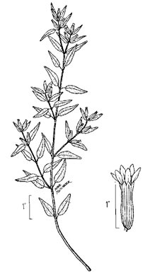 image of Cuphea viscosissima, Clammy Cuphea, Blue Waxweed