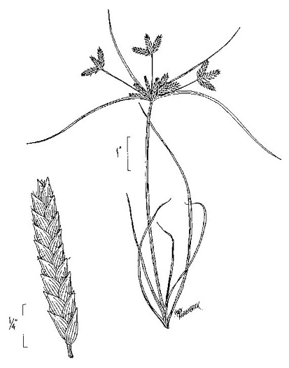drawing of Cyperus compressus, Poorland Flatsedge