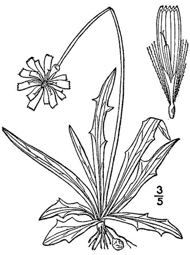 drawing of Krigia dandelion, Colonial Dwarf-dandelion, Potato Dwarf-dandelion