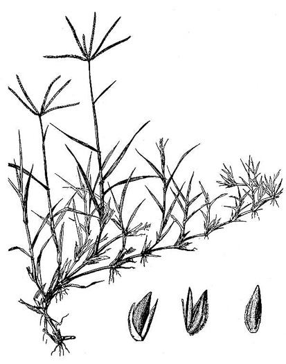 drawing of Cynodon dactylon, Bermuda Grass, Scotch Grass