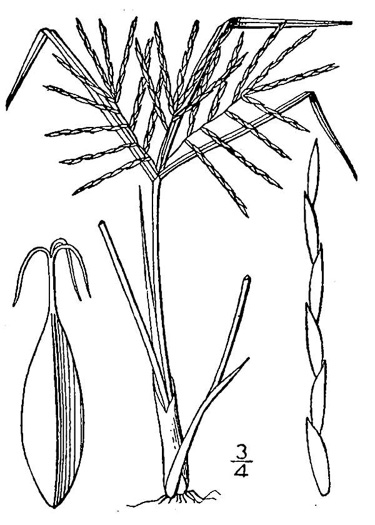 image of Cyperus engelmannii, Slender Sand Flatsedge, Engelmann's Flatsedge