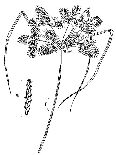 drawing of Cyperus erythrorhizos, Redroot Flatsedge