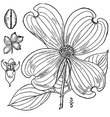 drawing of Benthamidia florida, Flowering Dogwood