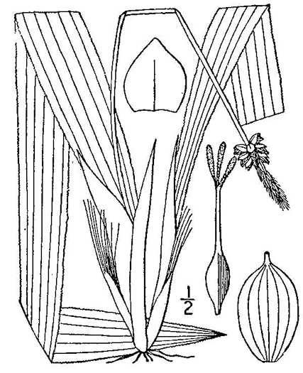 image of Carex fraseriana, Fraser's Sedge, Lily-leaf Sedge
