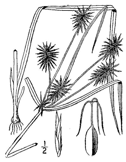drawing of Cyperus lancastriensis, Many-flowered Flatsedge