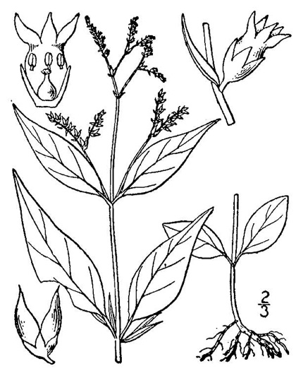 drawing of Mitreola petiolata, Caribbean Miterwort, Lax Hornpod