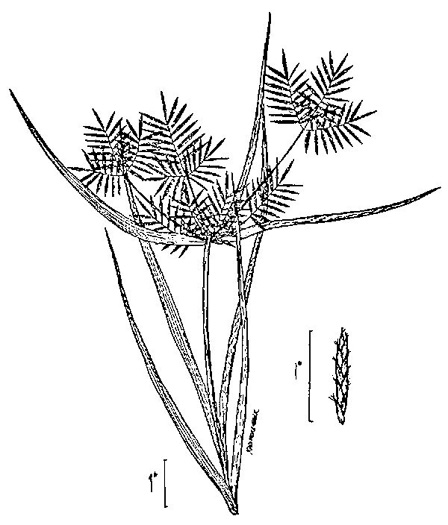 drawing of Cyperus odoratus var. odoratus, Fragrant Flatsedge