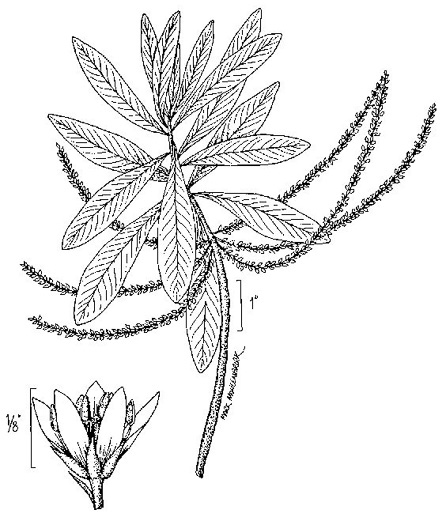 image of Cyrilla racemiflora, Titi, Swamp Cyrilla, Leatherwood