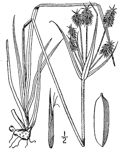 drawing of Cyperus retrofractus, Rough Flatsedge