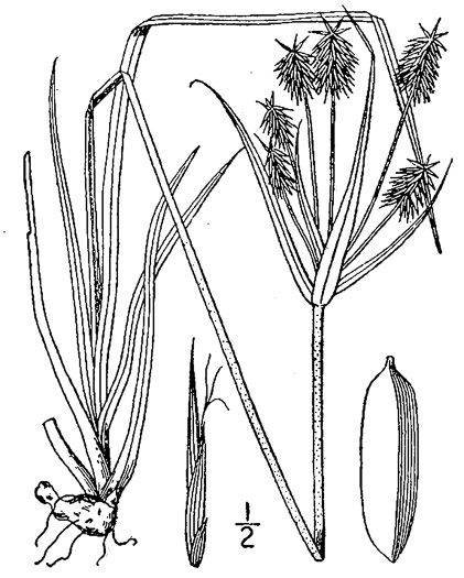 image of Cyperus retrofractus, Rough Flatsedge