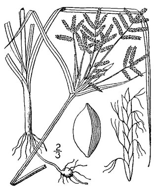 drawing of Cyperus rotundus, Purple Nutsedge, Nutgrass, Cocograss