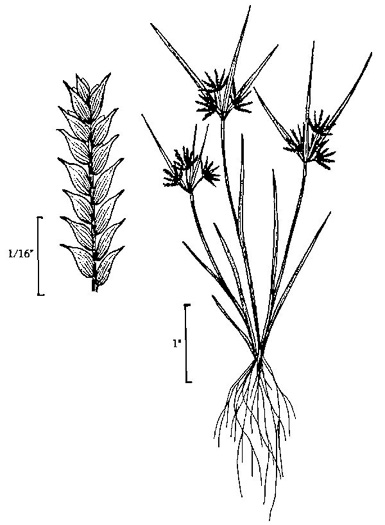 drawing of Cyperus squarrosus, Awned Flatsedge, Bearded Flatsedge