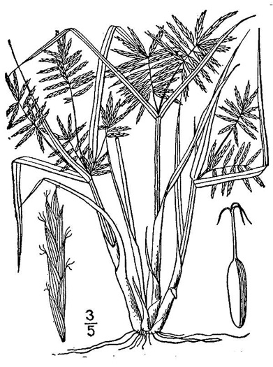 image of Cyperus strigosus var. strigosus, False Nutsedge, Straw Flatsedge, Straw-colored Flatsedge