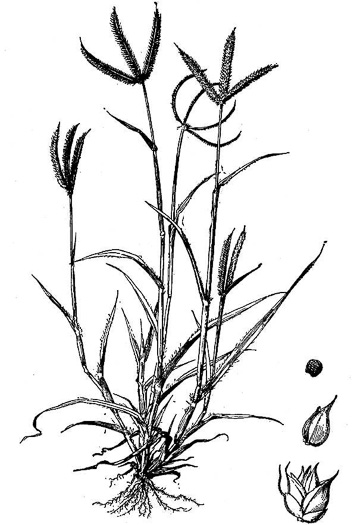 image of Dactyloctenium aegyptium, Crowfoot Grass