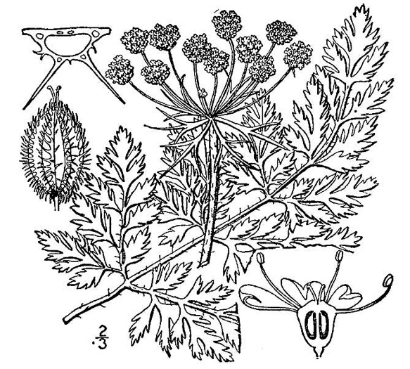 drawing of Daucus carota, Queen Anne's Lace, Wild Carrot, Bird's Nest