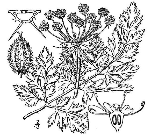 image of Daucus carota ssp. carota, Queen Anne's Lace, Wild Carrot, Bird's Nest