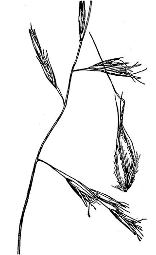 image of Danthonia compressa, Mountain Oatgrass, Flattened Oatgrass, Allegheny Flyback