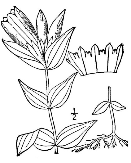 image of Gentiana catesbyi, Coastal Plain Gentian, Catesby's Gentian, Elliott's Gentian