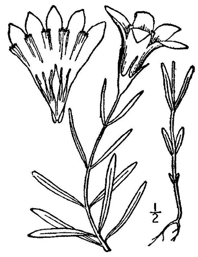 drawing of Gentiana autumnalis, Pinebarren Gentian, Autumn Gentian