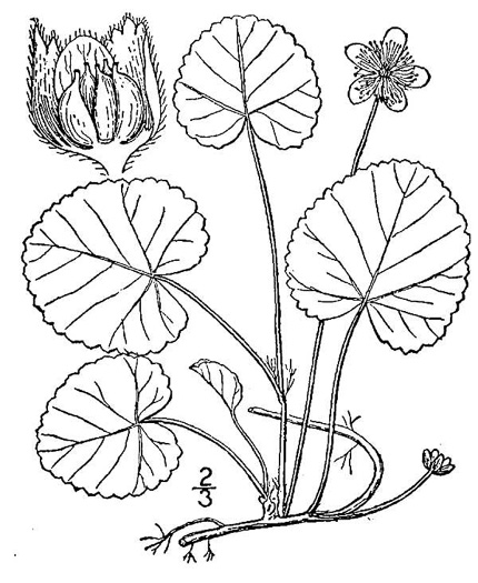 drawing of Rubus repens, Robin-runaway, Star-violet, Dewdrop