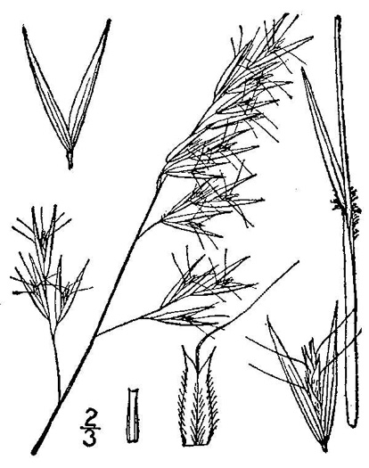image of Danthonia sericea, Silky Oatgrass, Downy Oatgrass, Downy Danthonia
