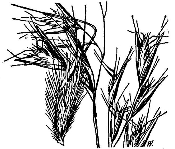 image of Danthonia sericea, Silky Oatgrass, Downy Oatgrass