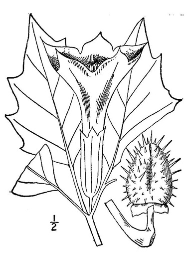 drawing of Datura stramonium, Jimsonweed