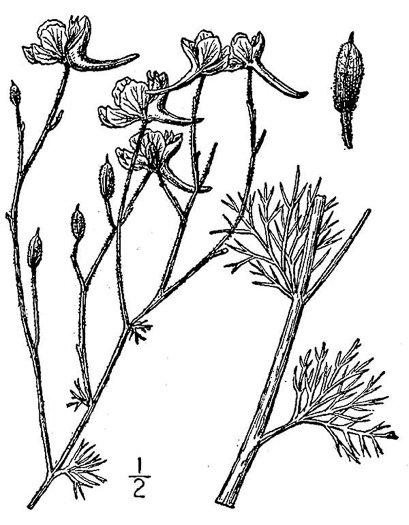 drawing of Delphinium ajacis, Rocket Larkspur, Garden Larkspur